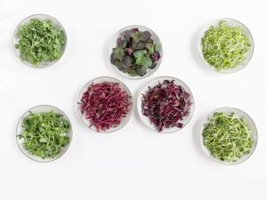 Madar Farms - Microgreens