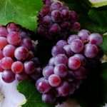 Maersk has made it possible for express delivery of grapes from India to Europe