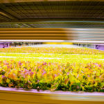 The indoor vertical farm in Kuwait