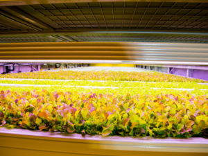 The indoor vertical farm in Kuwait